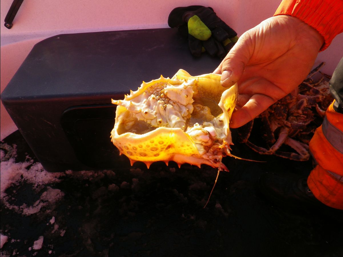 King Crab034